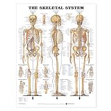 The Skeletal System