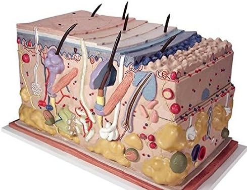 Anatomical Innovations 900 Skin, Block Model, 70 times full-size