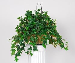 Artificial English Ivy Hanging Basket