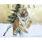 Tigers 2010 Calendar by Willow Creek Press