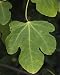 Photographic Prints of ROG-11757 Fig leaf. Autumn from Ardea Wildlife Pets