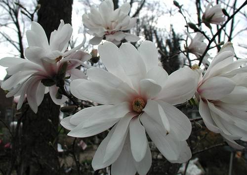 Magnolia Stellata 'Centennial' - Centennial Magnolia