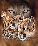 New Signature Collection Queen Size 10 Cougars Korean Mink Blanket