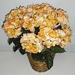 Deluxe Yellow DOUBLE Potted Hydrangea Bush