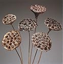 Matt Lotus Pods 3-4" Diameter, 30-35" Stem, pack of 6 Matt