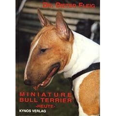 Miniature Bull Terrier heute