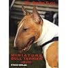 Miniature Bull Terrier heute