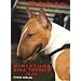 Miniature Bull Terrier heute