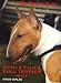 Miniature Bull Terrier heute