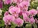 Phalaenopsis schilleriana 'Pink Butterfly' AM/AOS