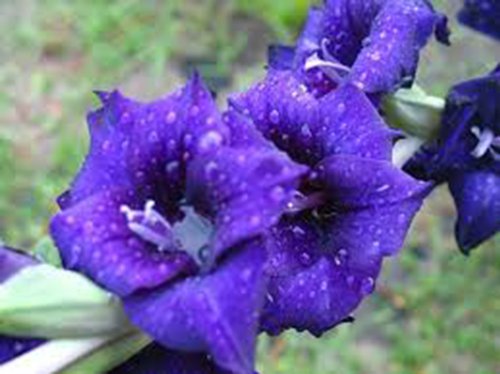 GLADIOLUS, BULB (10 PACK) BLUE MOON , STUNNING BLUE PERENNIAL GLADIOLUS BULBS, FLOWERS GLADIOLUS, BULB (10 PACK) BLUE MOON , STUNNING BLUE PERENNIAL GLADIOLUS BULBS, FLOWERS