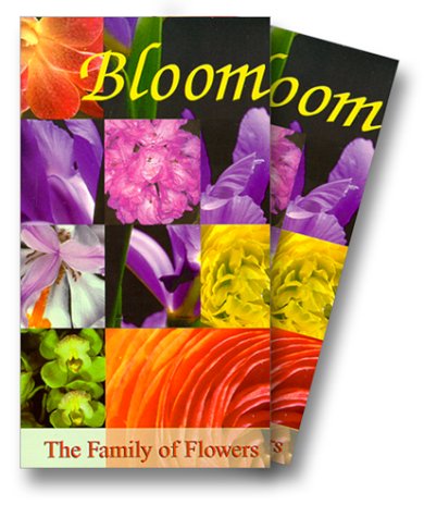 Video: Bloom