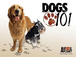 play video on Amazon Instant Video