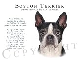 Boston Terrier 