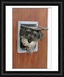 Framed Print of DOG. Schnauzer puppy coming through cat flap from Ardea