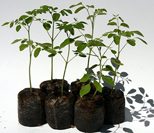 Moringa Starter Tree Plant Seedlings 6 Pc. Value Pack - Priority Ship From FL Certified Nursery! Moringa Starter Tree Plant Seedlings 6 Pc. Value Pack - Priority Ship From FL Certified Nursery!