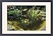 Framed Prints of PM-4332 Garden Pond - with a variety of Water Plants, Bog Bean, Water Lilies, from Ardea Wildlife Pets