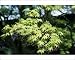 Photographic Prints of Rog-1184 Acer - Maple from Ardea Wildlife Pets