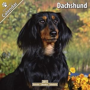 Dachshund 2011 Wall Calendar #10032-11 by Pet Prints