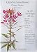 Cleome Seeds Cherry Queen (Lawn & Patio)