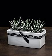 Autograph Contemporary Succulent Trio Planter