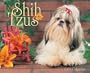 Just Shih Tzus