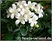 Orangenjasmin / Orangenraute (Saatgut, Samen)