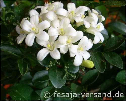 Orangenjasmin / Orangenraute (Saatgut, Samen)