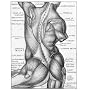 Anatomy for Artists