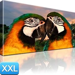 Papageien V�gel Tiere Bild Wand Bilder Papagei 100x55 XXL Bilder / Wandbilder / Kunstdruck / Leinwandbild / Pictures on Canvas Besser als Poster !
