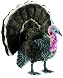 Turkey 18