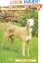 Pet Owner's Guide to the Whippet