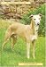 Pet Owner's Guide to the Whippet