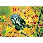Owls: Ghosts of the Forest - A book of postcards (Firefly Postcard Book) by  Tim Fitzharris