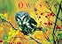 Owls: Ghosts of the Forest - A book of postcards (Firefly Postcard Book)