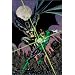 The Brave and the Bold Vol. 1: Lords of Luck