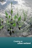 Creating an urban wetland (PAL)