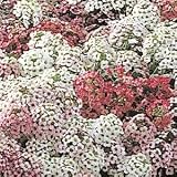 Easter Bonnet Alyssum - Mix - 200 Seeds