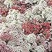 Easter Bonnet Alyssum - Mix - 200 Seeds - Seed Needs Envelope