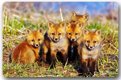 Cute Fox baby Non-woven Fabric 23.6"(L) x 15.7"(W)Machine-washable Indoor/Outdoor/Shower/Bathroom Doormat