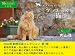 内山 晟: プロヴァンスの猫たち ～南フランスの街並みとネコの写真集～