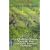 Les P�ches de vigne