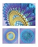 SARS Education Photographic Poster Print by Lisa J Wable, 16x20