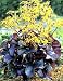 Ligularia dentata Britt-Marie Crawford
