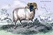 Art Poster, Black Faced Ram - 27.5 x 18.75
