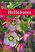 Hellebores