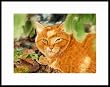 Orangy by Drew Strouble