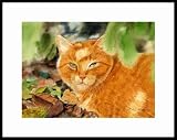 Orangy by Drew Strouble