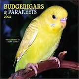 Budgerigars and Parakeets