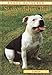 Staffordshire Bull Terrier